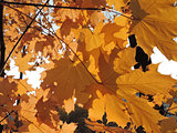 autumnal foliage of Acer