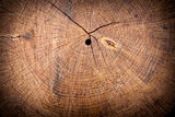 Texture of wood stump
