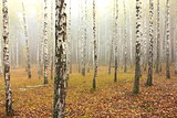 Fog in birch forest