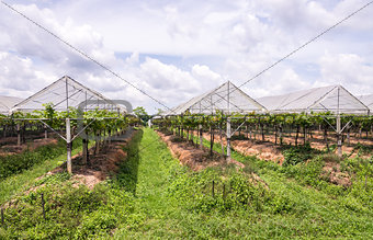 Grape farm