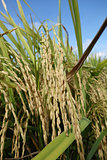 The ripe paddy field is ready for harvest