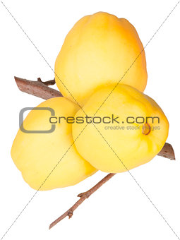 Ripe Quince On Branch