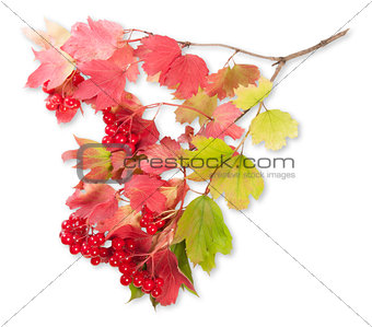 Viburnum On A Branch With Leaves