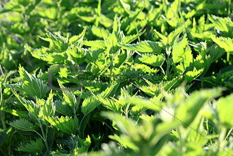 Green fresh nettles background