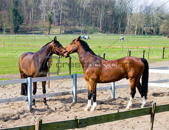 Two horses  behind a farm fence