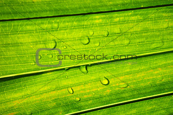 Water droplet with green leaf