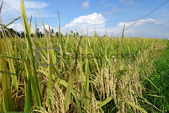 The ripe paddy field is ready for harvest