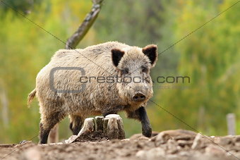 big wild boar