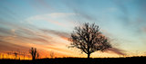 Dawn single tree silhouette