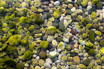 Stones Under Water with Moss