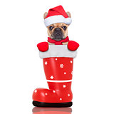 christmas dog in a red santa  boot