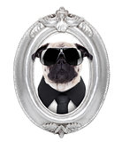 dog in a frame