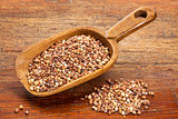 scoop of buckwheat kasha