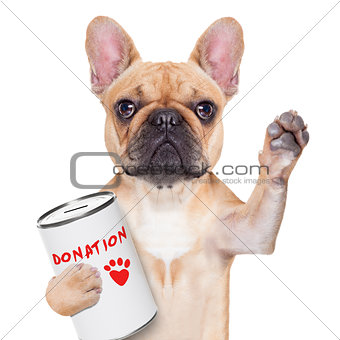 donation dog