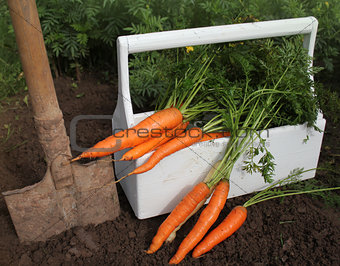 Harvest of fresh carrot