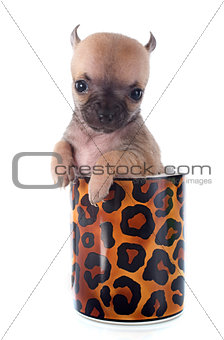 puppy chihuahua in cup
