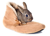 European rabbit in shoes