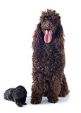 puppy poodle and adult