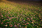 autumnal covered grassland