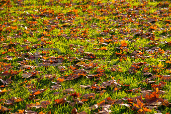 leaves on grassland