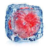 Pink raspberry in ice