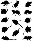 mouses