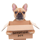 donation box dog