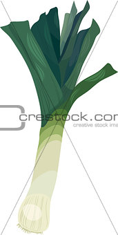 leek vegetable cartoon illustration