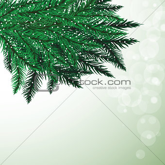 Fir tree branches and snowflakes on colorful background.