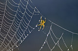 Spider on spider web