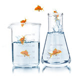 Two goldfish in an aquarium isolated on white background