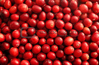 Fresh red cranberries background