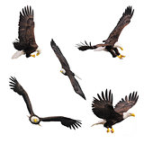 Five bald eagles isolated on white background.