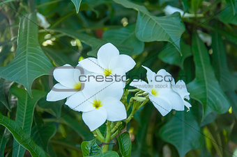 White Plumeria Pudica