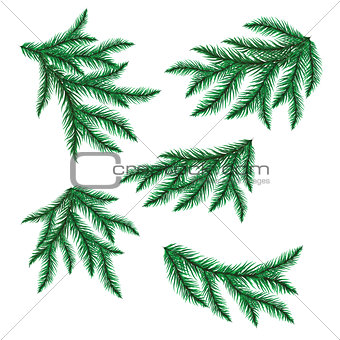 Pine branch isolated on white.