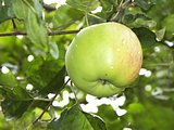 Apple with water droplets