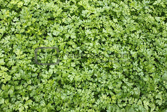 Green plants of leaf parsley