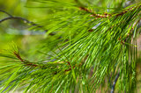 Pine tree detail