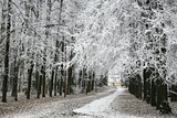Walkway in snowy autumn park