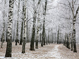 Snowy autumn birch park