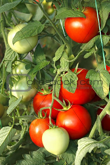 Bunch of red tomatoes in greenhouse