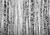 Winter trunks birch trees