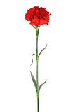 red carnation 