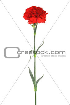 red carnation 