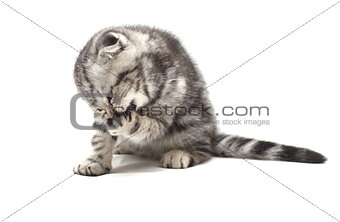 Small gray lop-eared kitten isolated on white background