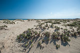 Desert bushes on coastal sand dune
