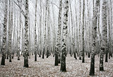 Winter birches in autumn
