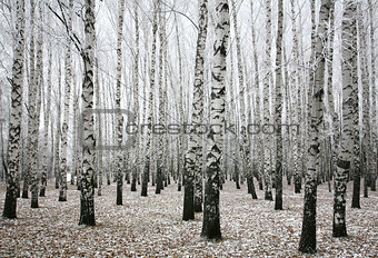 Winter birches in autumn