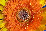 Orange gerbera flower 