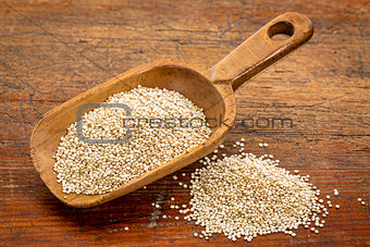 scoop of white quinoa
